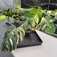 Load image into Gallery viewer, Monstera Borsigiana Albo Deliciosa, Exact Plant Variegated Ships Nationwide