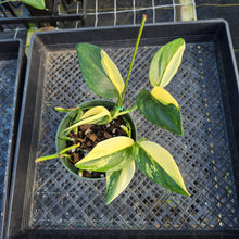 Load image into Gallery viewer, Monstera Standleyana Aurea, Exact Plant Variegated Ships Nationwide