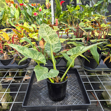 Load image into Gallery viewer, Philodendron Giganteum, Exact Plant Variegated Ships Nationwide