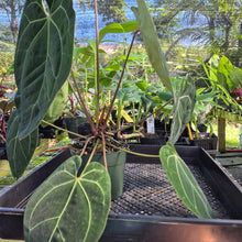 Load image into Gallery viewer, Anthurium Ace of Spades, Exact Plant Ships Nationwide