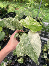 Load image into Gallery viewer, Monstera Deliciosa Green Snow variegated 2.5" pot, Fedex 2day*