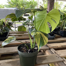 Load image into Gallery viewer, Monstera Marilyn variegated exact plant, Fedex 2day*