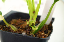 Load image into Gallery viewer, Variegated Philodendron Domesticum, exact plant, ships nationwide