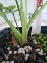 Load image into Gallery viewer, Strawberry Milk Pink Salmon, exact plant, variegated Syngonium, ships nationwide