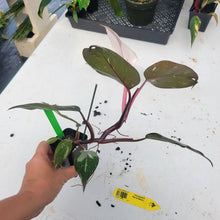Load image into Gallery viewer, Philodendron Red Anderson, Exact Plant Ships Nationwide
