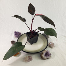 Load image into Gallery viewer, Philodendron Pink Princess, Exact Plant Variegated Ships Nationwide