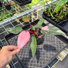 Load image into Gallery viewer, Philodendron Pink Princess Variegated exact plant, Fedex 2day*