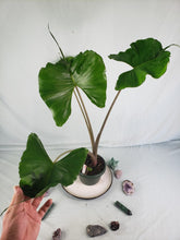 Load image into Gallery viewer, Stingray, Large, Exact Plant, Alocasia
