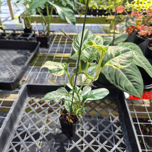 Load image into Gallery viewer, Rhaphidophora Puberula, Exact Plant Variegated Ships Nationwide