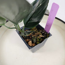 Load image into Gallery viewer, Scindapsus Treubii Dark Form 2.5" pot, Fedex 2day*