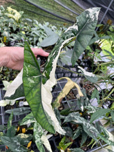 Load image into Gallery viewer, Alocasia Simpo Albo variegated 2.5" pot, Fedex 2day*