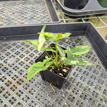 Load image into Gallery viewer, Syngonium Red Spot Tricolor Variegated exact plant, Fedex 2day*