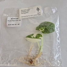 Load image into Gallery viewer, Alocasia Regal Shields Albo Variegated tissue culture Fedex 2day