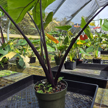 Load image into Gallery viewer, Alocasia Macrorhizza Black Stem, Exact Plant Variegated