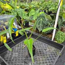 Load image into Gallery viewer, Monstera Burle Marx Flame, Exact Plant Ships Nationwide