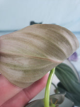 Load image into Gallery viewer, Gigas, exact plant, Philodendron, ships nationwide