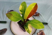 Load image into Gallery viewer, Variegated Philodendron Red Moon 'Half moon' Exact Plant