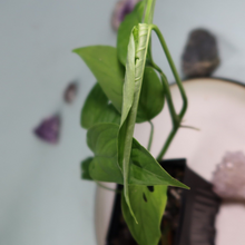 Load image into Gallery viewer, Monstera adansonii Laniata Shipped Nationwide