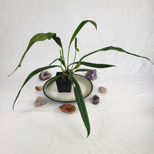 Load image into Gallery viewer, Anthurium Bakeri, Exact Plant Ships Nationwide