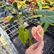 Load image into Gallery viewer, Anthurium Andraeanum Starlight Splash, Exact Plant, Speckled Ships Nationwide