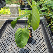 Load image into Gallery viewer, Anthurium Warocqueanum x Noid exact plant, Fedex 2day*