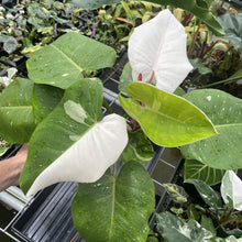 Load image into Gallery viewer, Philodendron White Princess Variegated exact plant, Fedex 2day*