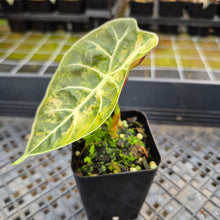 Load image into Gallery viewer, Alocasia Watsoniana Albo Pink variegated exact plant, Fedex 2day*
