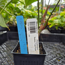 Load image into Gallery viewer, Philodendron Sodiroi True Form, Exact Plant Ships Nationwide