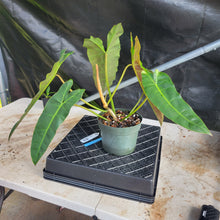 Load image into Gallery viewer, Philodendron Maximum , Exact Plant Ships Nationwide