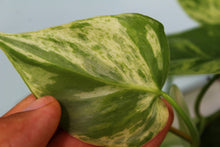 Load image into Gallery viewer, Variegated Philodendron Hederaceum Heart Leaf, exact plant, ships nationwide