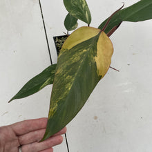 Load image into Gallery viewer, Philodendron Strawberry Shake Variegated exact plant, Fedex 2day*