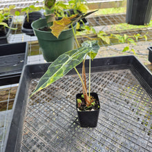 Load image into Gallery viewer, Alocasia Sanderiana Bull Aurea, Exact Plant Variegated