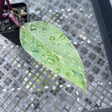 Load image into Gallery viewer, Philodendron Orange Princess Variegated 2.5" pot, Fedex 2day*