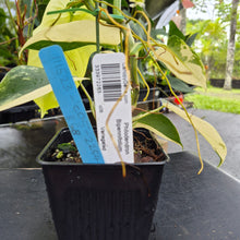 Load image into Gallery viewer, Philodendron Bipennifolium, Exact Plant Variegated Ships Nationwide