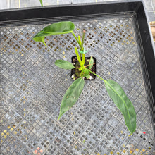 Load image into Gallery viewer, Philodendron Patriciae, Exact Plant Ships Nationwide
