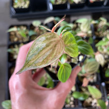 Load image into Gallery viewer, Philodendron Micans Mint Pink Variegated, 2.5” pot, Fedex 2 day*