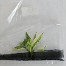 Load image into Gallery viewer, Philodendron Radiatum Aurea variegated tissue culture 2DayAir