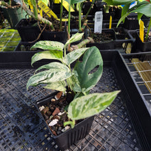 Load image into Gallery viewer, Epipremnum Pinnatum Marble, Exact Plant Variegated Ships Nationwide