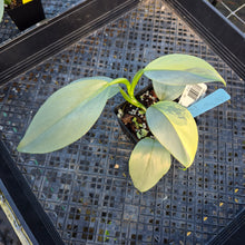 Load image into Gallery viewer, Philodendron Hastatum Silver Sword, Exact Plant Variegated Ships Nationwide
