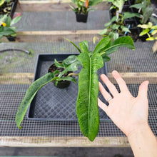 Load image into Gallery viewer, Philodendron Jerry Horne, Exact Plant Large, 6'' pot Ships Nationwide