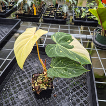 Load image into Gallery viewer, Philodendron Gloriosum variegated type 2, exact plant, Fedex 2day*