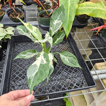 Load image into Gallery viewer, spathiphyllum galaxy, Exact Plant Variegated Ships Nationwide