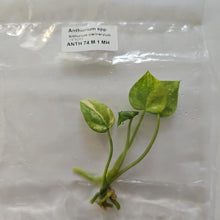 Load image into Gallery viewer, Anthurium Clarinervium variegated tissue culture 2DayAir