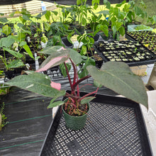 Load image into Gallery viewer, Philodendron Pink Princess Variegated exact plant, Fedex 2day