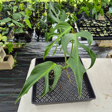 Load image into Gallery viewer, Monstera Burle Marx Flame exact plant, Fedex 2day
