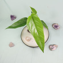 Load image into Gallery viewer, Anthurium Spectabile Wide Form Shipped Nationwide