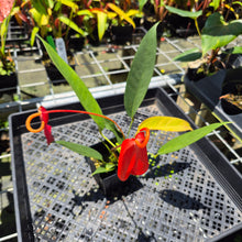 Load image into Gallery viewer, Anthurium Scherzerianum "Pig Tail" exact plant, Fedex 2day*