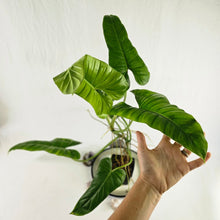 Load image into Gallery viewer, Philodendron Thaumatophylum Stenolobum, Exact Plant Large