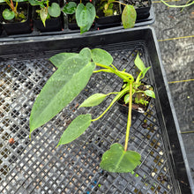 Load image into Gallery viewer, Philodendron Spiritus Sancti, Exact Plant Ships Nationwide