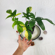 Load image into Gallery viewer, Philodendron Florida Beauty Variegated 4" pot, Fedex 2day*